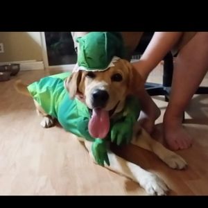 Trex costume large dog